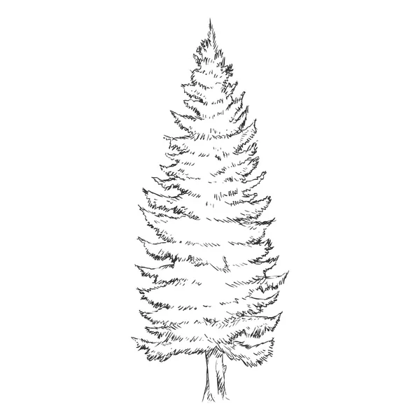 conifer stock vectors royalty free conifer illustrations